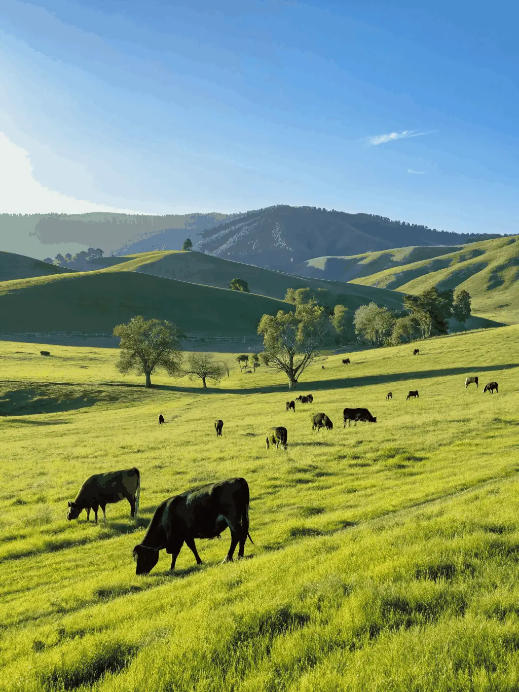 A scenic view of horses grazing peacefully in a pasture, highlighting the natural beauty and tranquility of the equestrian environment.